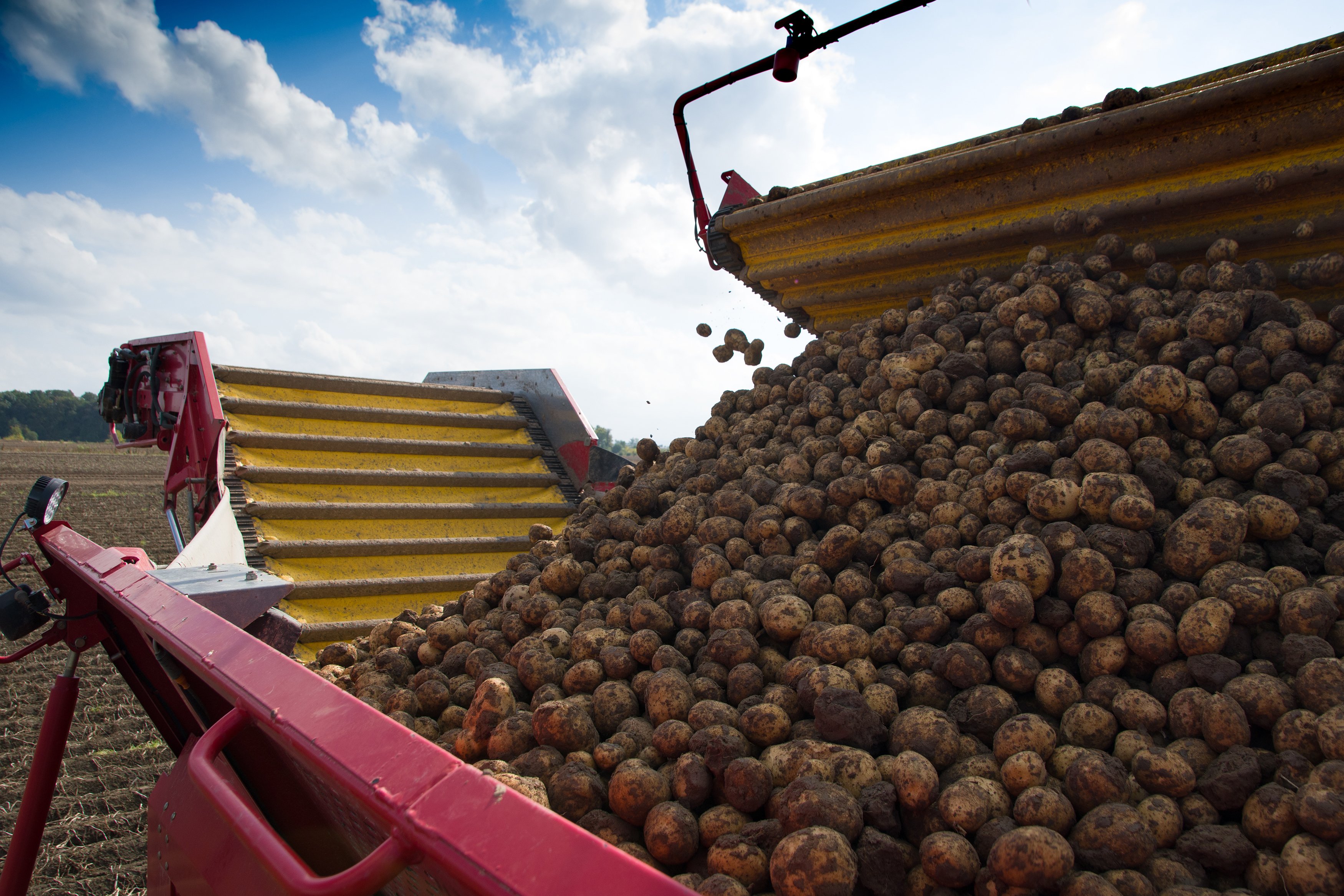 harvested-potatoes-2021-10-11-23-01-17-utc.jpg